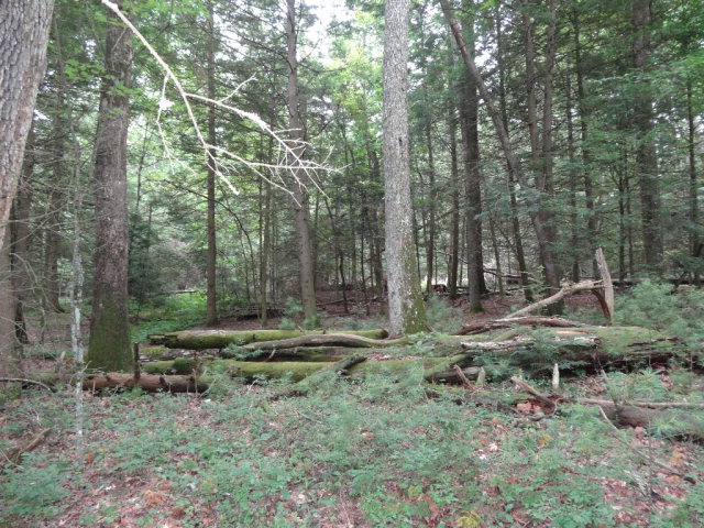 - ASBURY TRACE, Lewisburg, WV 24901