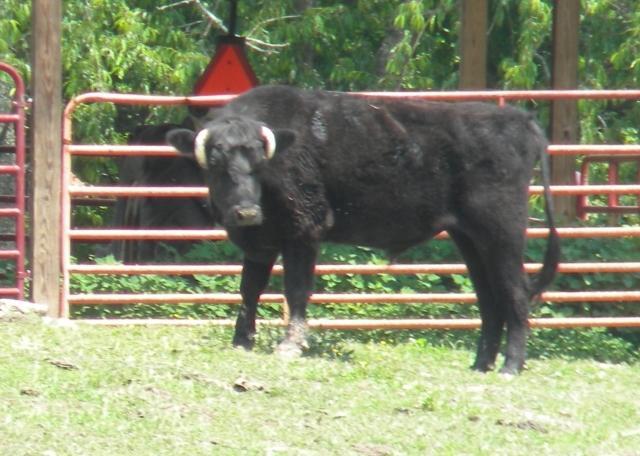 Lot 16 Asbury Trace