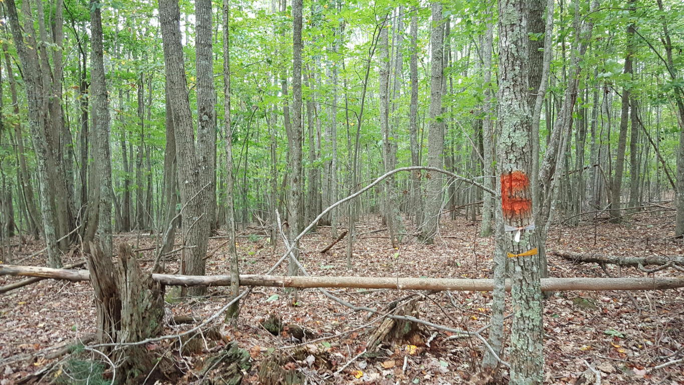 4 ACRE WHIPPOORWILL WAY, Caldwell, WV 24925