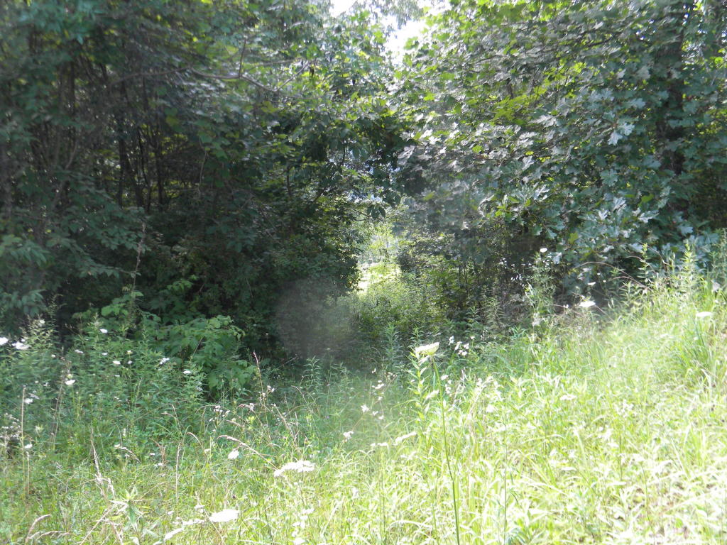 COLEMAN CLIFF ROAD, Frankford, WV 24938