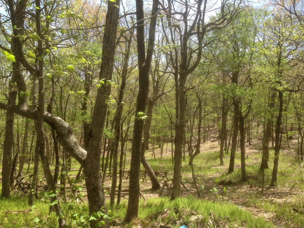 LOT 3 PETERS MOUNTAIN RETREAT, Gap Mills, WV 24941