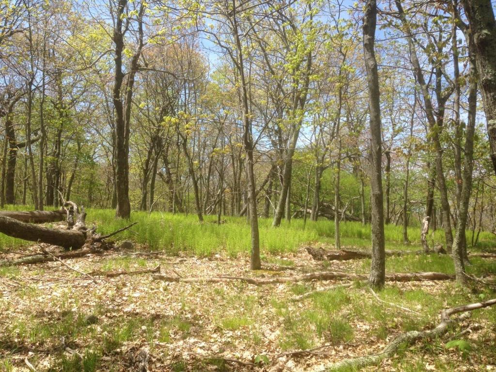 LOT 3 PETERS MOUNTAIN RETREAT, Gap Mills, WV 24941