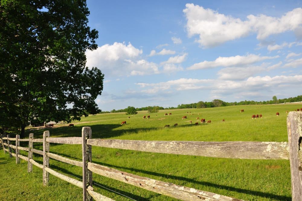 223 Mossy Ridge Road