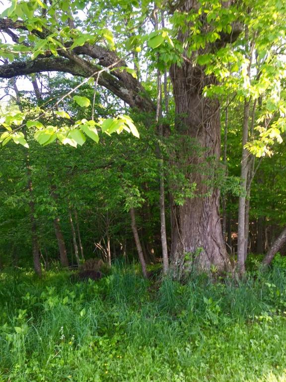 LOT NO. 47 LONGVIEW ESTATES, Union, WV 24983