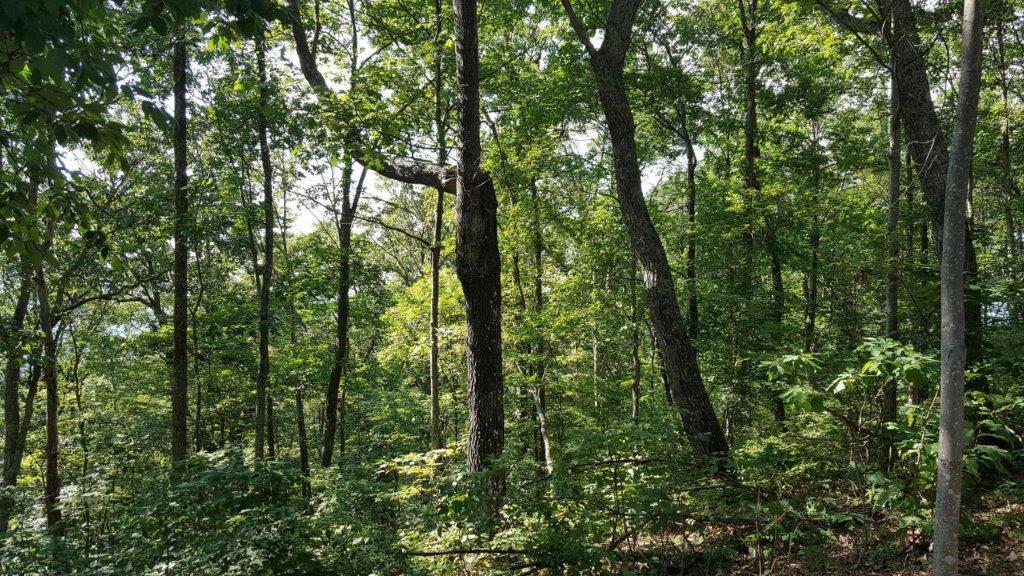 LOT 156, White Sulphur Springs, WV 24986