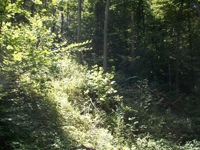 0 Porter Creek Rd, Bomont, WV 25030