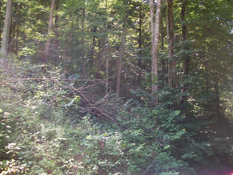 0 Porter Creek Rd, Bomont, WV 25030