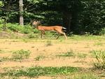 606 LYNN DR ,WV, Fraziers Bottom, 25082