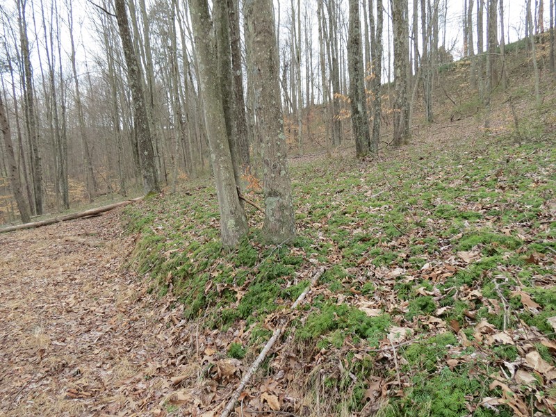 123 Vicars Ridge Rd , Walton, WV 25286