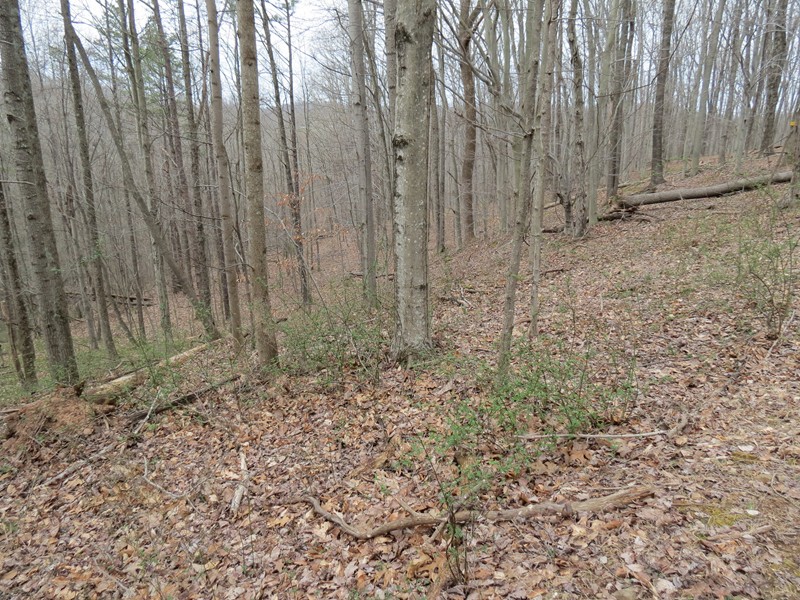 123 Vicars Ridge Rd , Walton, WV 25286