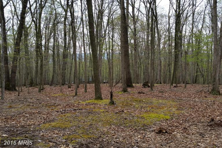 HONEY LOCUST, Great Cacapon, WV 25422