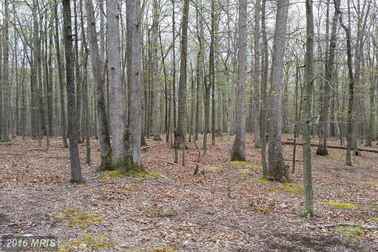 HONEY LOCUST, Great Cacapon, WV 25422
