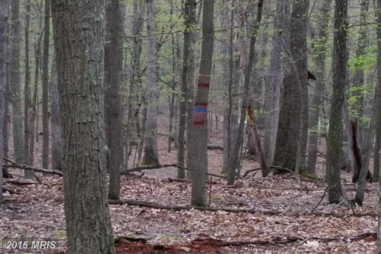HONEY LOCUST, Great Cacapon, WV 25422