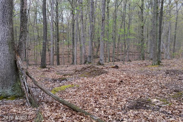 HONEY LOCUST, Great Cacapon, WV 25422