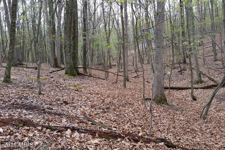 HONEY LOCUST, Great Cacapon, WV 25422
