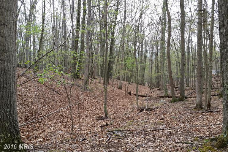 HONEY LOCUST, Great Cacapon, WV 25422
