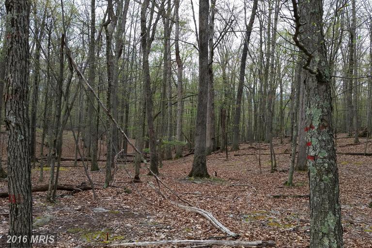 HONEY LOCUST, Great Cacapon, WV 25422