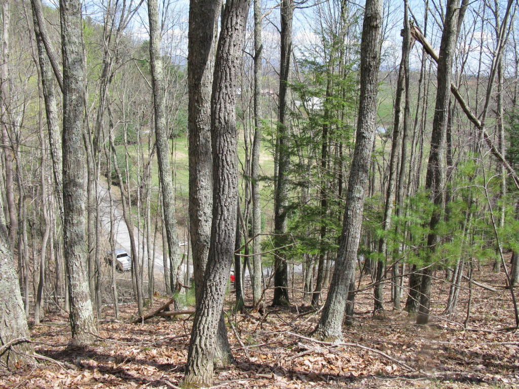 ELLISON RIDGE ROAD, Jumping Branch, WV 25969
