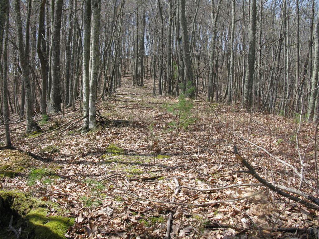 ELLISON RIDGE ROAD, Jumping Branch, WV 25969
