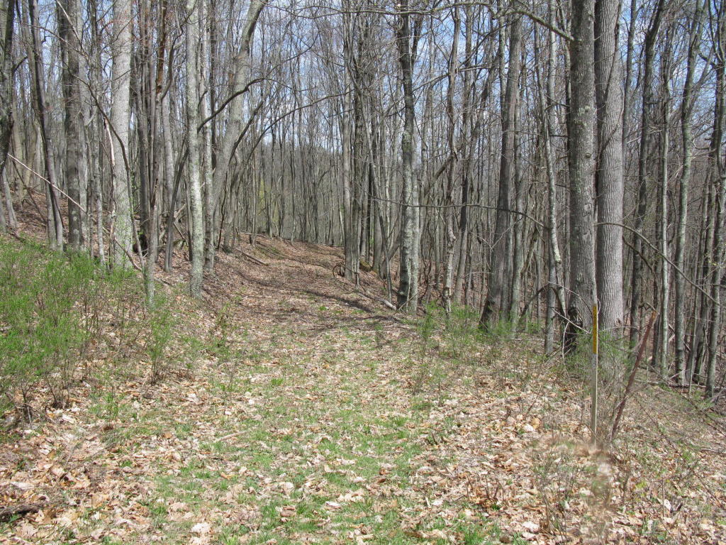 ELLISON RIDGE ROAD, Jumping Branch, WV 25969