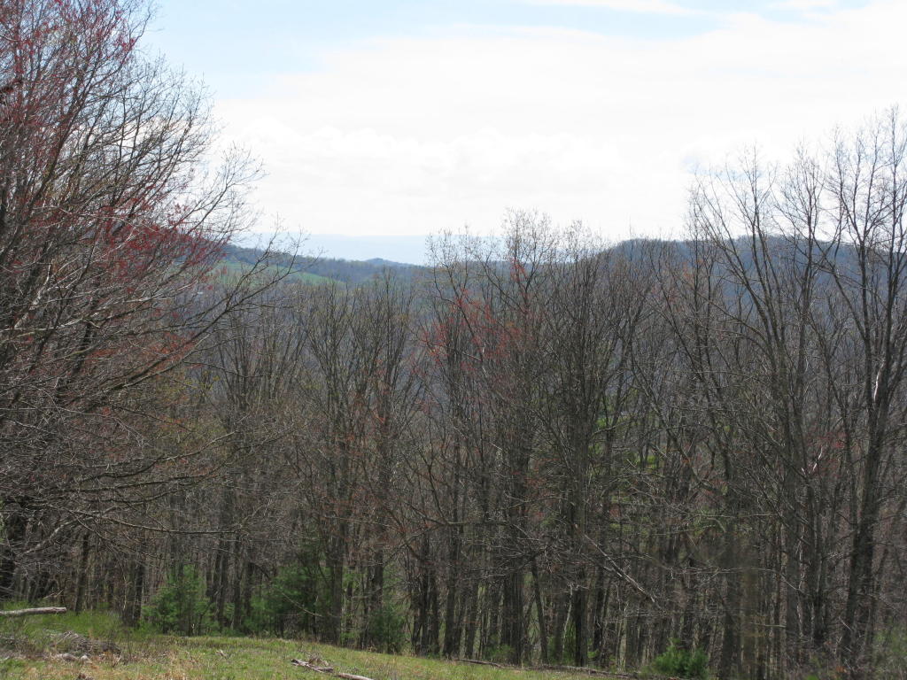 ELLISON RIDGE ROAD, Jumping Branch, WV 25969