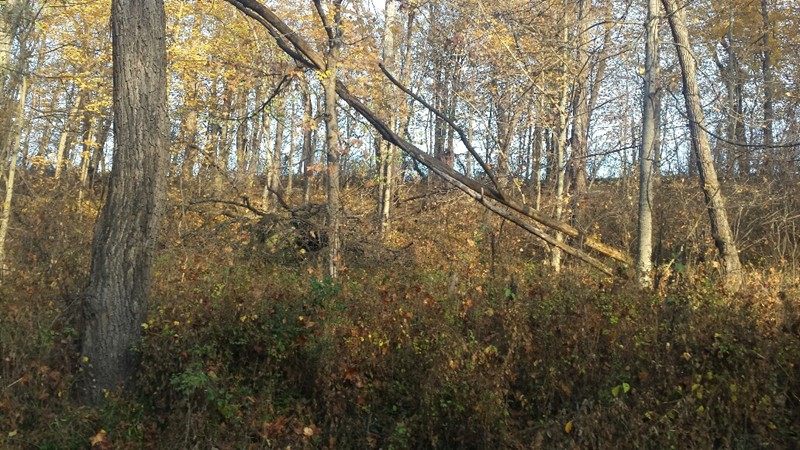 Shanghai Murray Rd, West Liberty, WV 26074