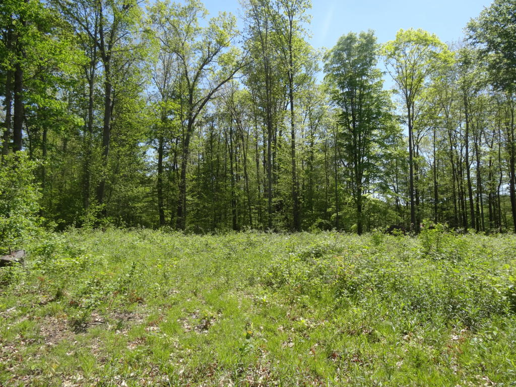 347 Old Huttonsville Turnpike
