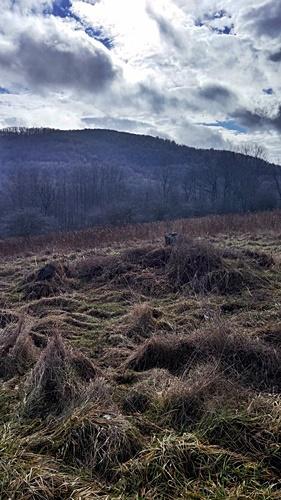 LT.7 FASSIFERN FIELDS, Slatyfork, WV 26291