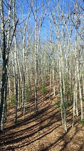 LOT 6 EAGLES NEST, Slatyfork, WV 26291