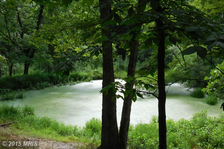 Little Cacapon River Road
